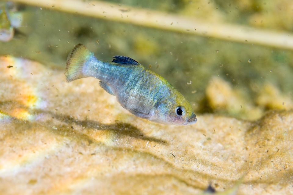 Ash Meadows Amargosa pupfish-1