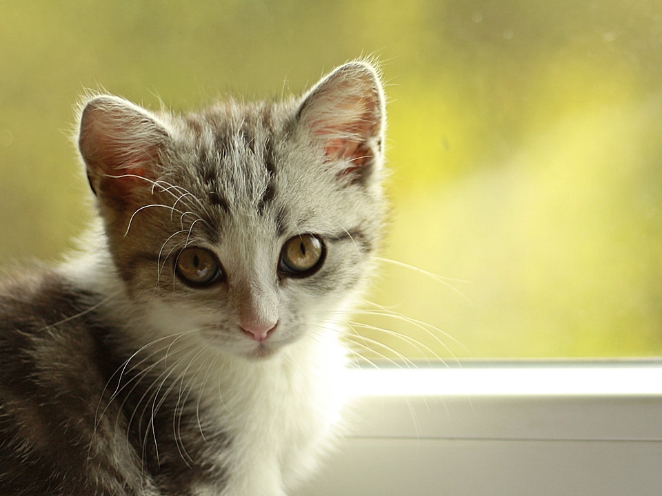 Playful young cat pet
