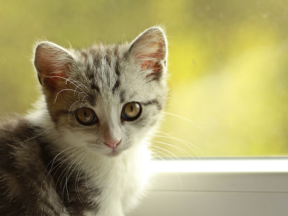 Playful young cat pet photo