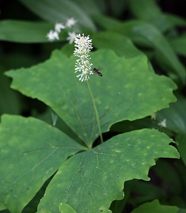 Achlys triphylla