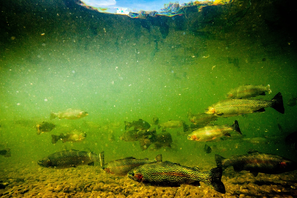 Rainbow trout in hatchery pond