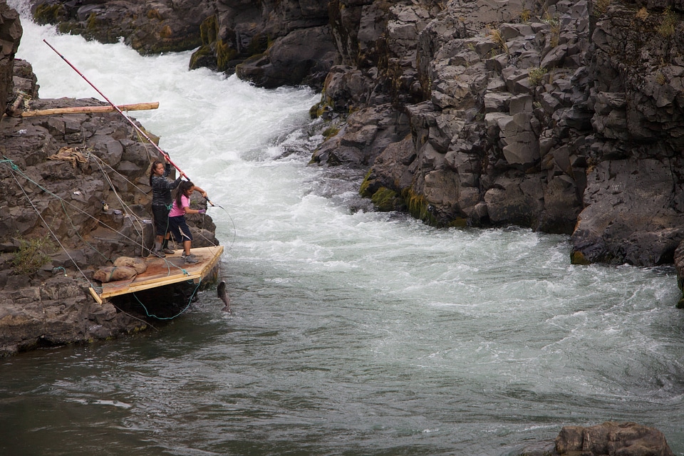 Female Yakama tribal members net a salmon
