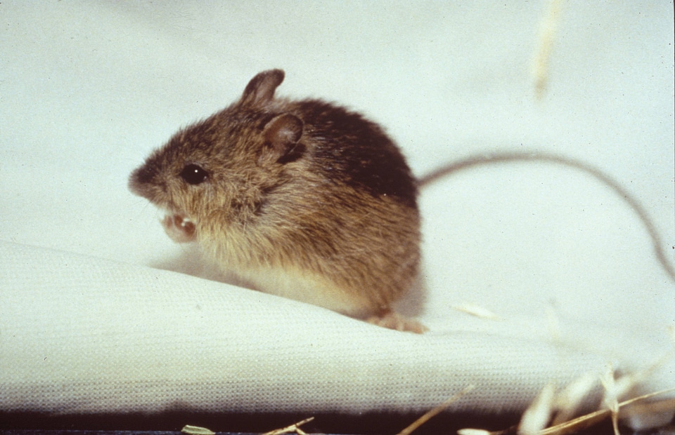 Prebles Meadow Jumping Mouse
