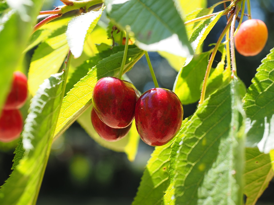 Red ripe sweet cherry