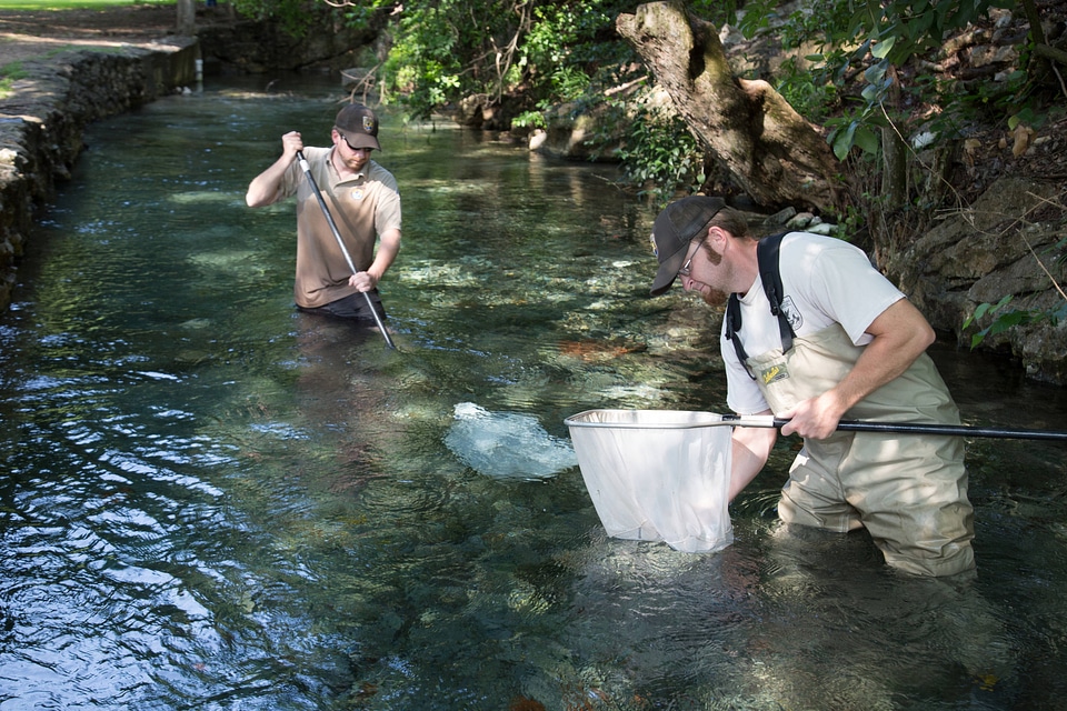 Biologists search for Fountain Darter-5