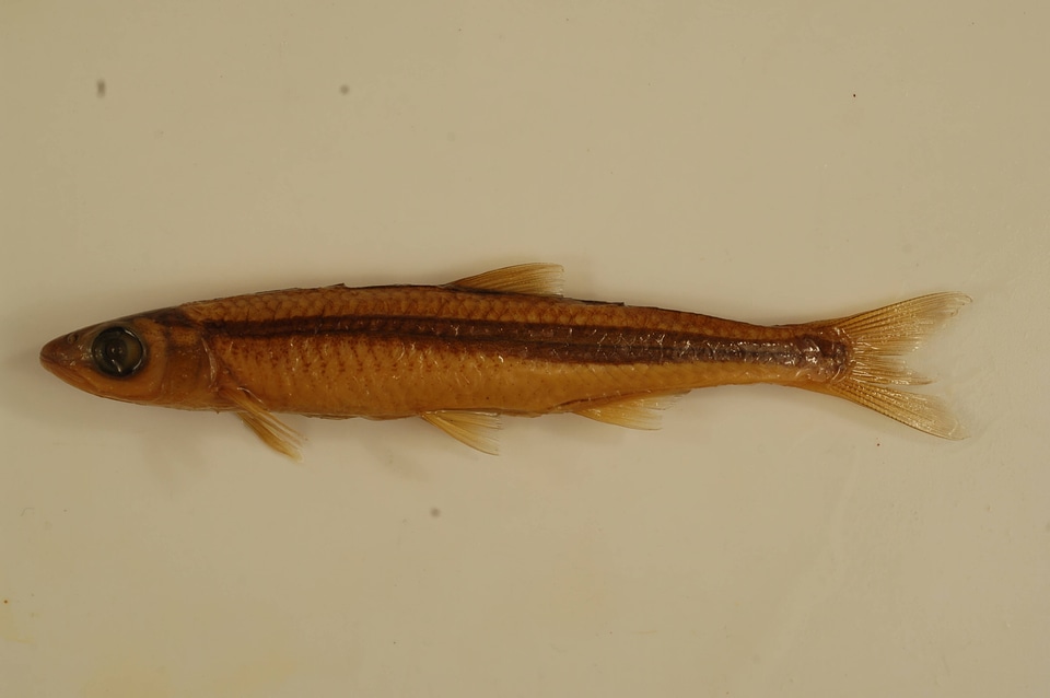 Notropis photogenis