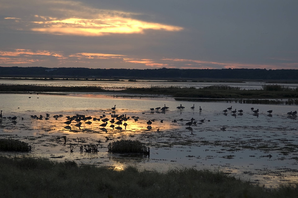 Pastel sky highlights migratory birds
