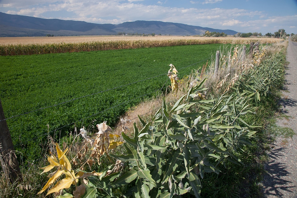 Milkweed growing on roadside