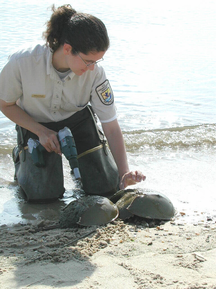 Service biologist tags a female horseshoe crab