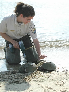 Service biologist tags a female horseshoe crab