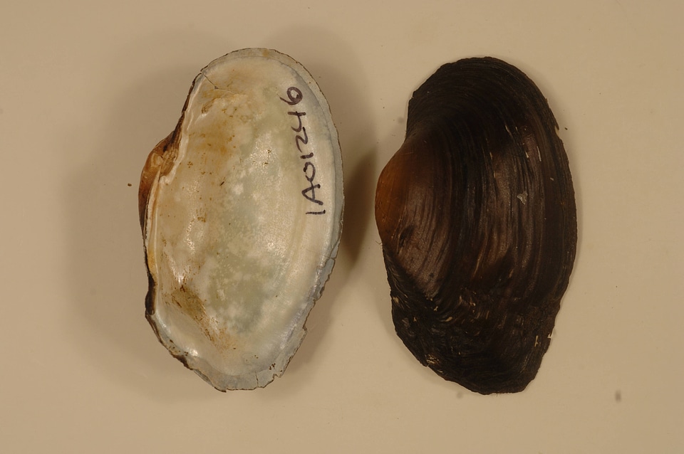 Strophitus undulatus-2