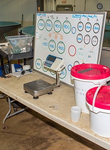 Broodstock tank in Sturgeon Building