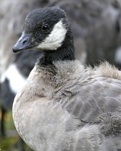 Molting cackling Canada goose photo