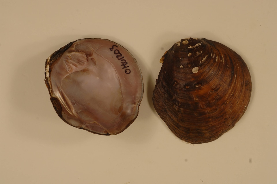 Cyclonaias tuberculata