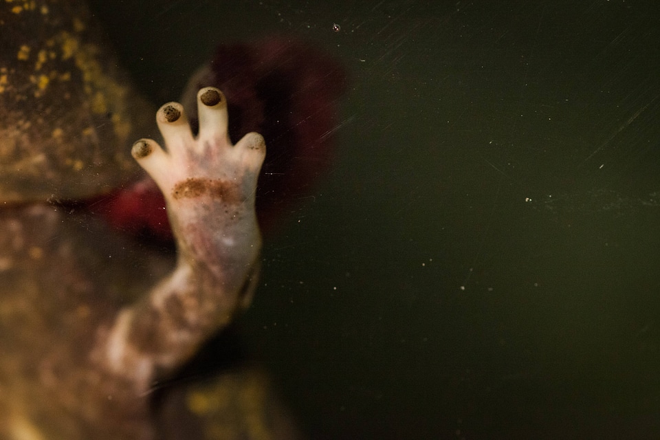 Mudpuppy in captivity