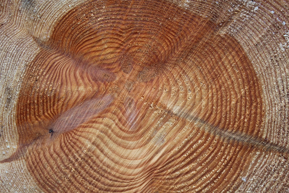 Sawed off like grain
