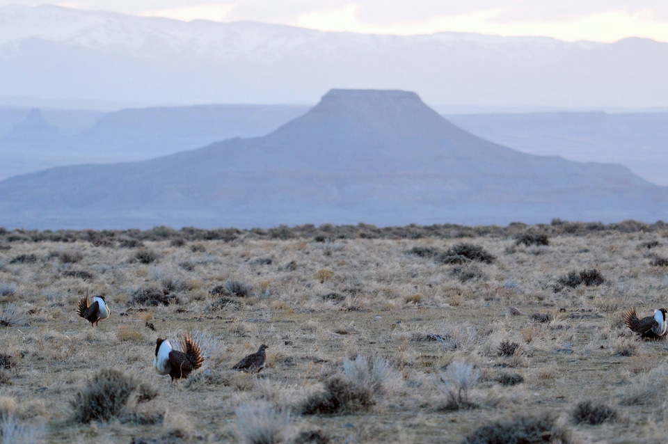 Greater sage-grouse lek and the dusty purple sunrise