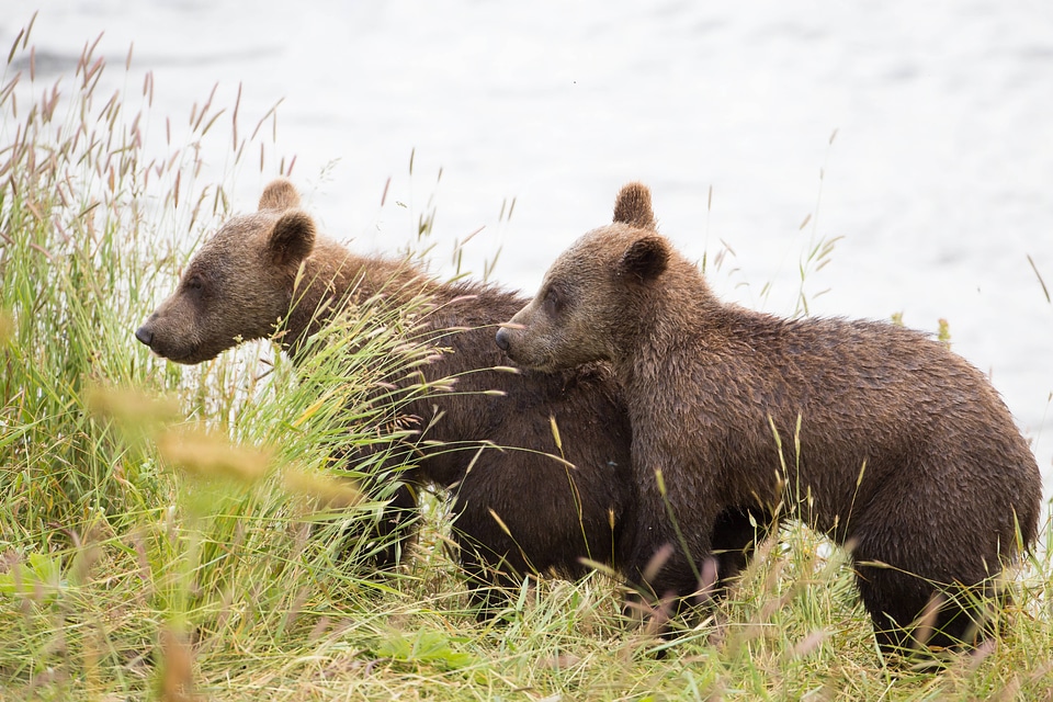 Kodiak brown bear cubs