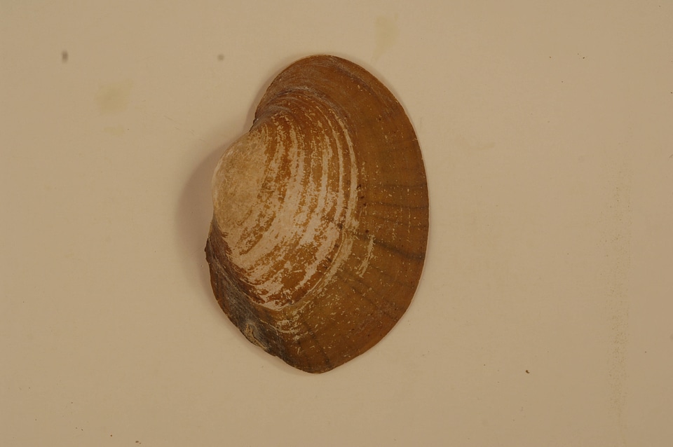 Lampsilis radiata radiata (outside)