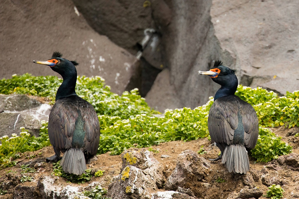 Two Red-faced cormorants
