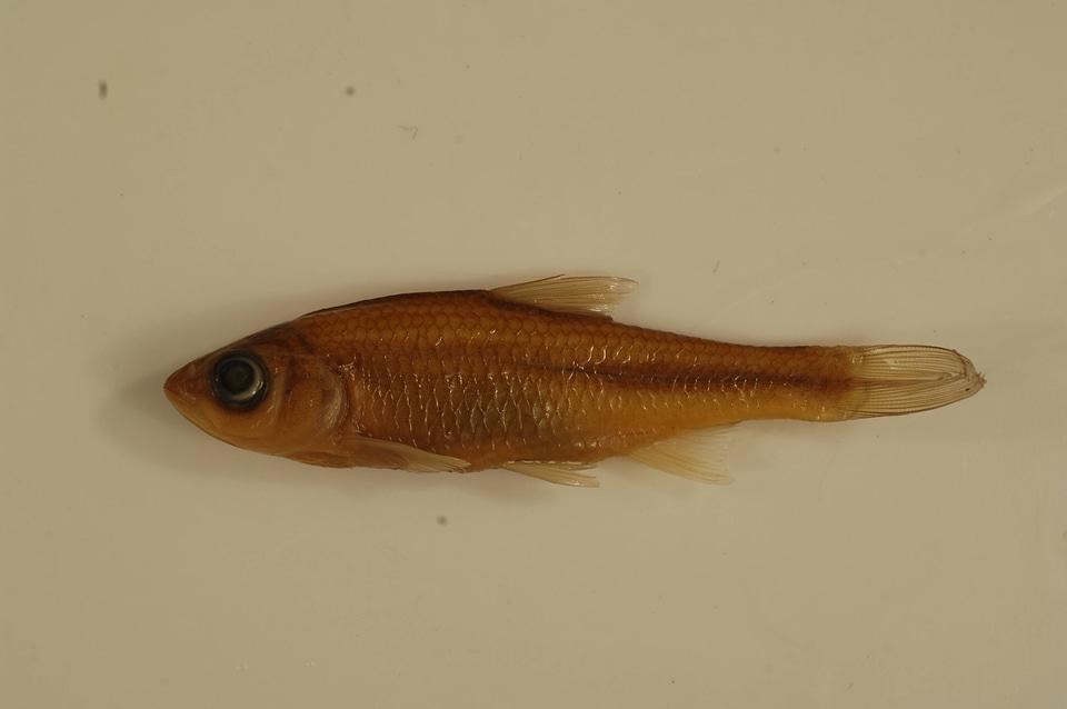 Luxilus chrysocephalus isolepis