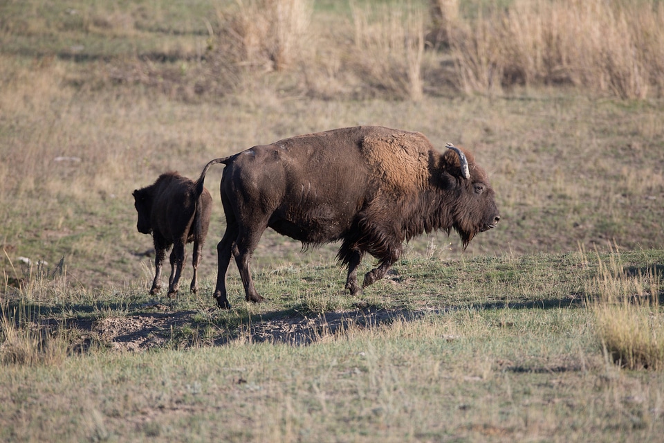 Bison cow and calf