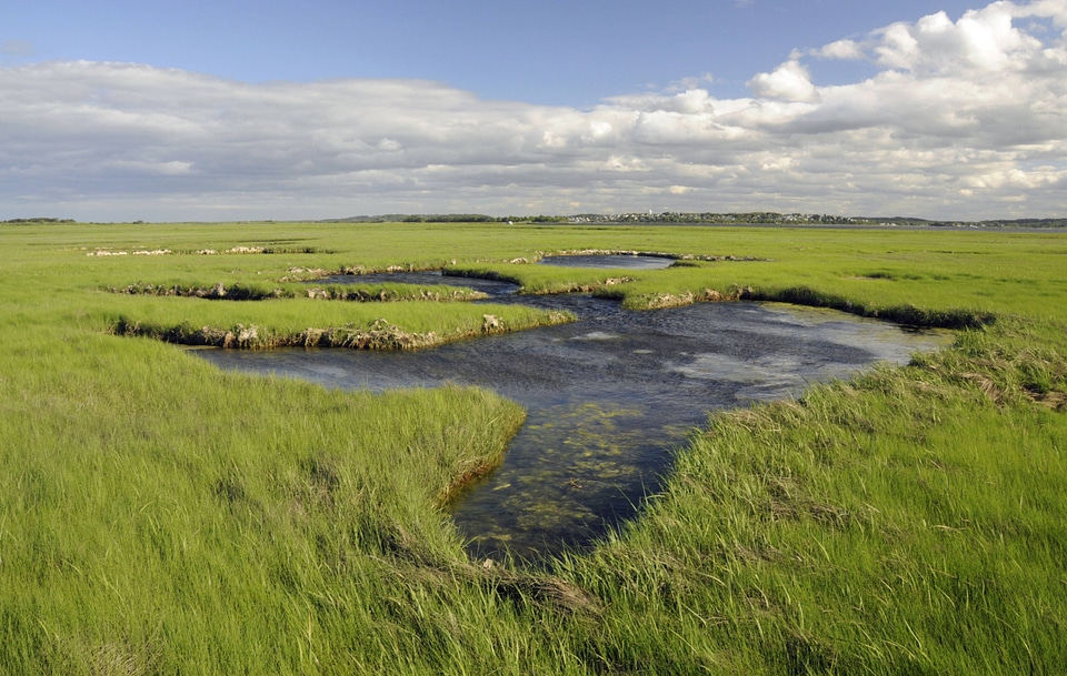 Salt marsh photo