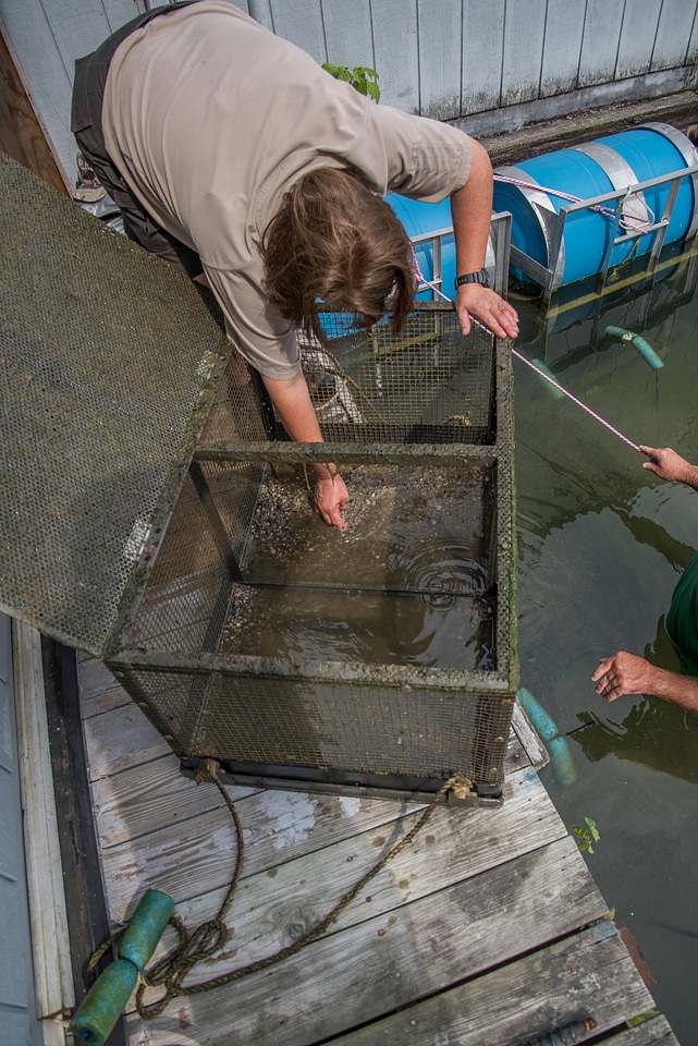 FWS employee checking floating mussel cages at state dock, Lake Cumberland