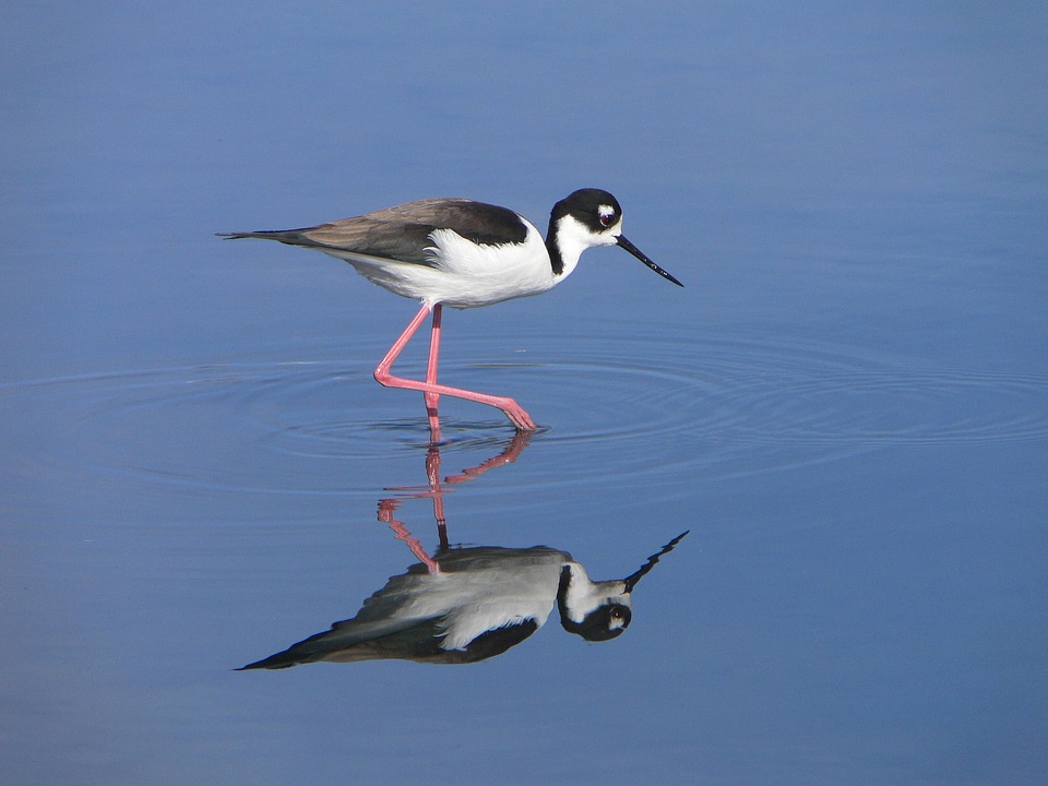 Black-necked Stilt