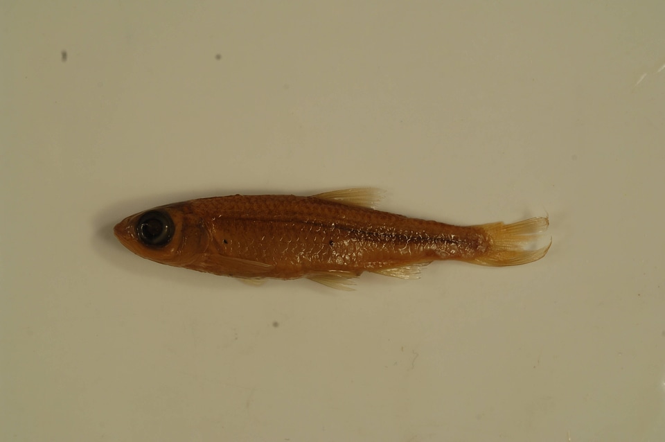 Notropis ariommus-1