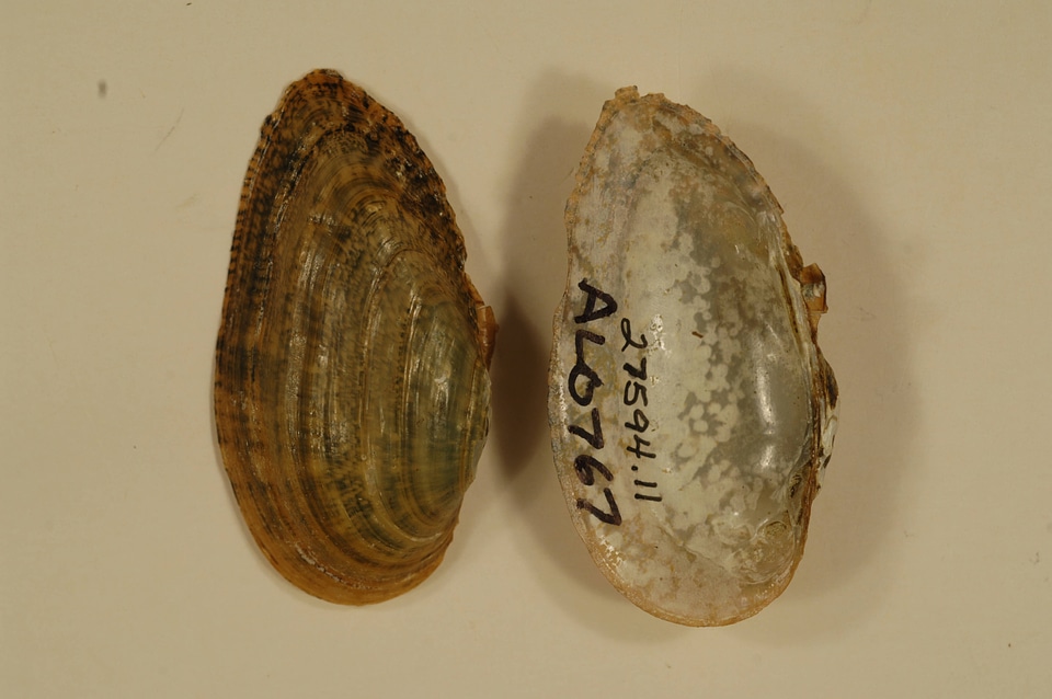 Medionidus acutissimus