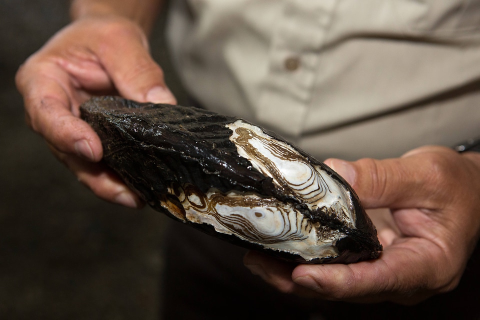 FWS biologist holds a purple bankclimber freshwater mussel