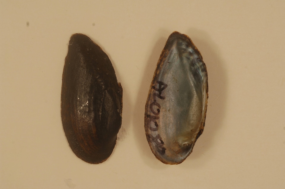Medionidus acutissimus-1