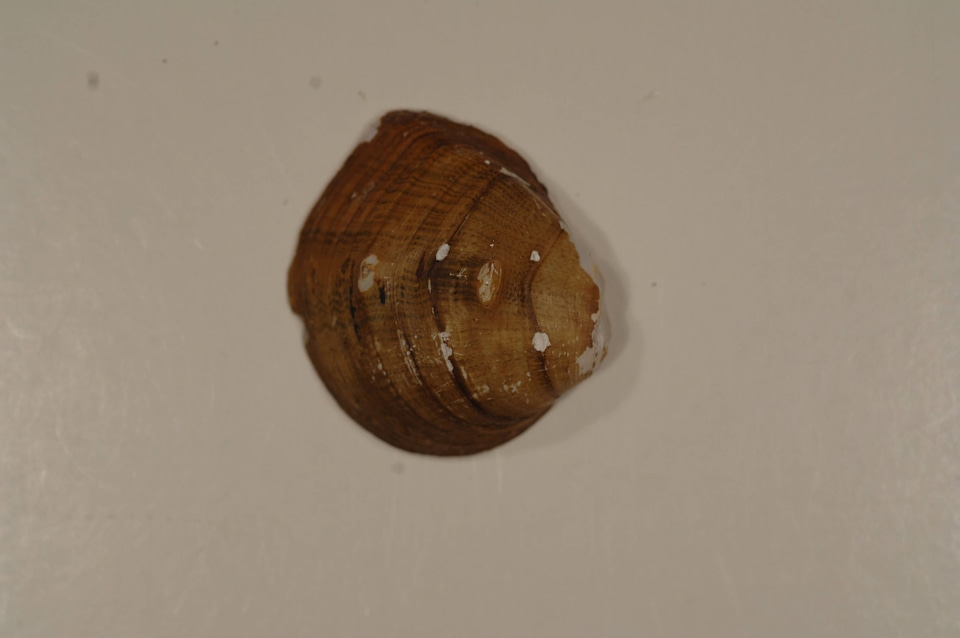 Obliquaria reflexa (outside)