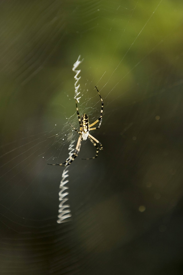 Spider and web