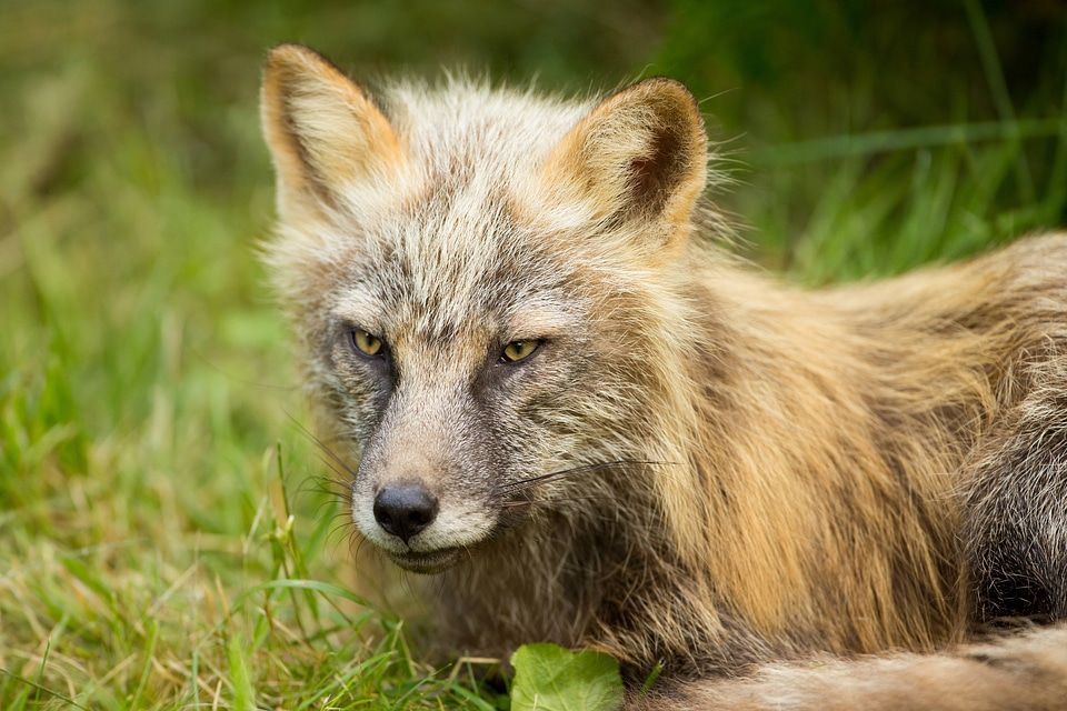 Red fox lying in the grass-2