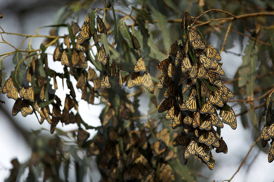 Monarch butterflies-1