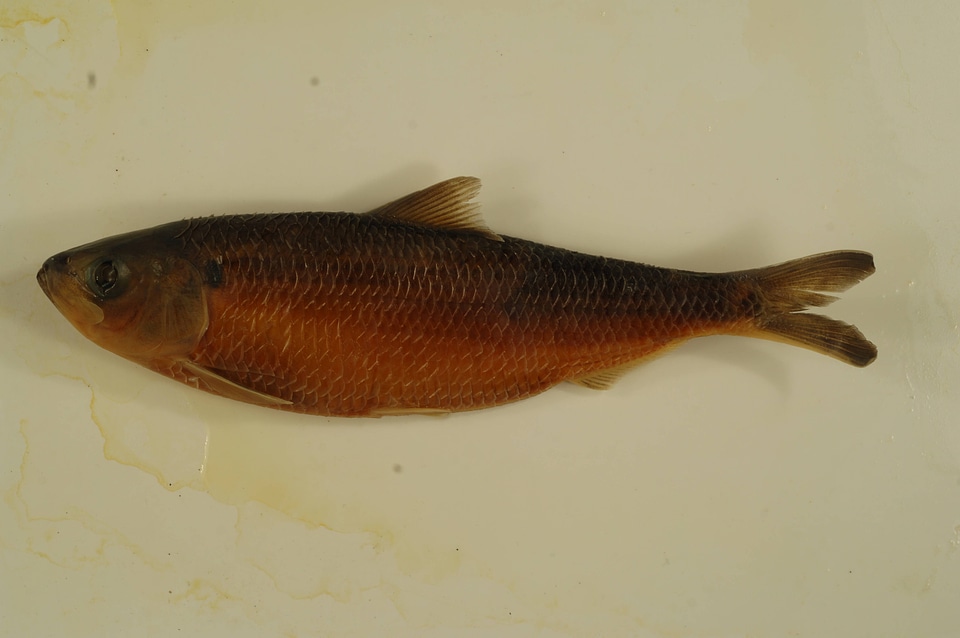 Alosa aestivalis