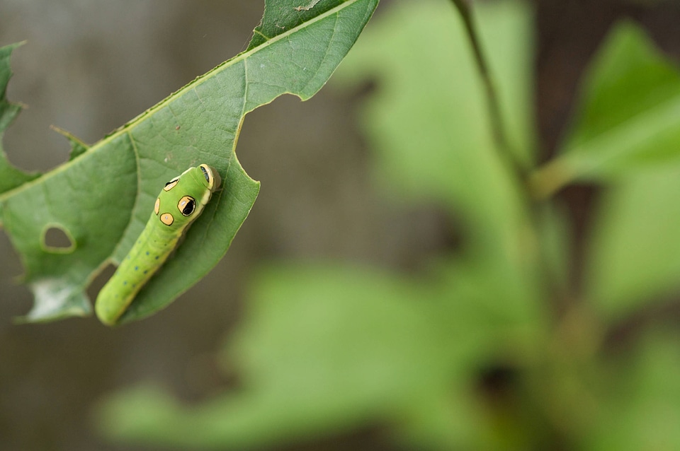 Spicebush swallowtail larvae-1