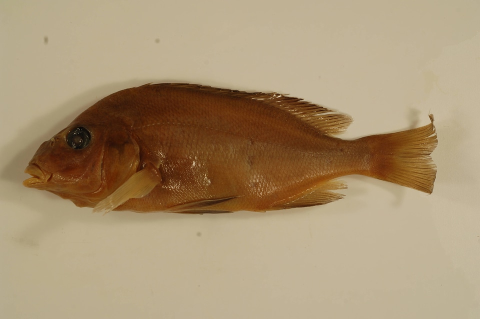 Orthopristis chrysoptera