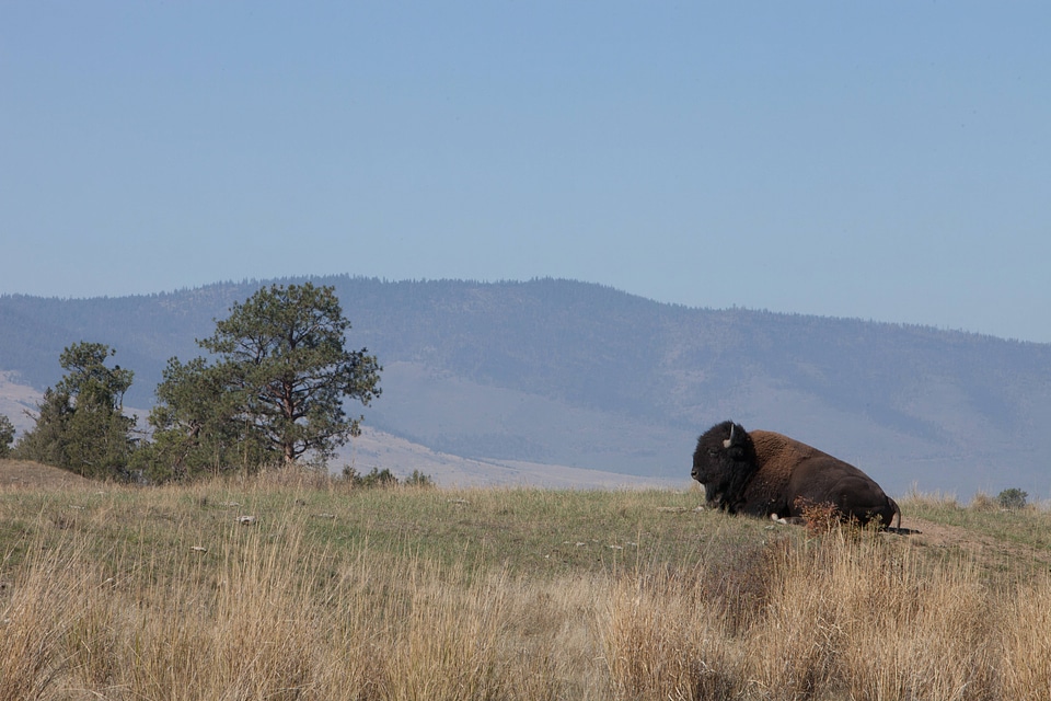 Bison bull in landscape