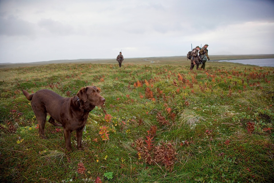 Waterfowl hunters with dog