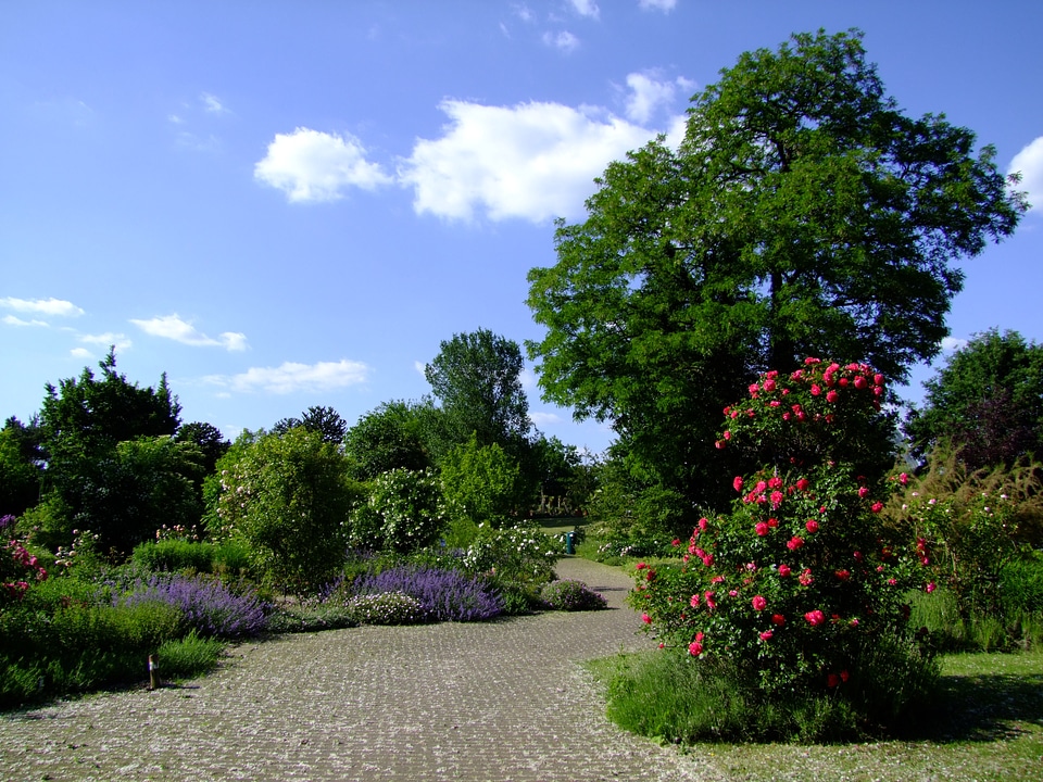 Spring rosenbaum trees