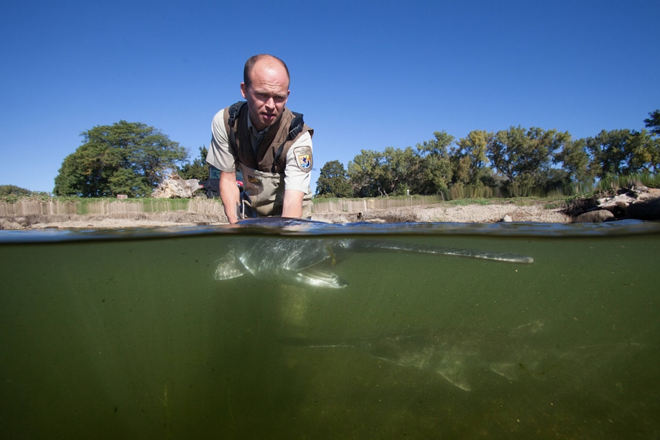 Fishery biologist releases an American paddlefish-1