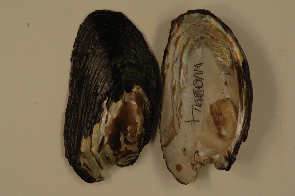 Elliptio complanata-1