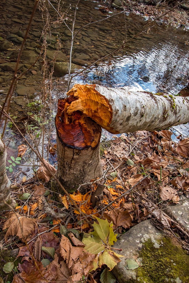 Tree trunk chewed by beavers