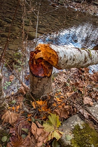 Tree trunk chewed by beavers