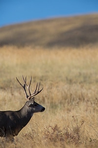 Mule deer buck feeds in grasslands
