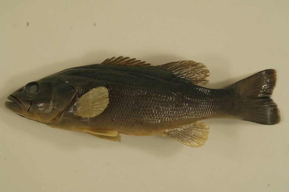 Micropterus dolomieu