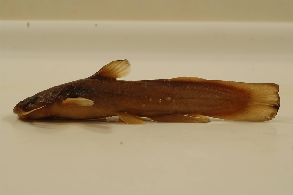 Noturus insignis-1